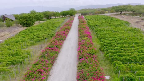 caribbean vineyard at bahia de ocoa bay in dominican republic