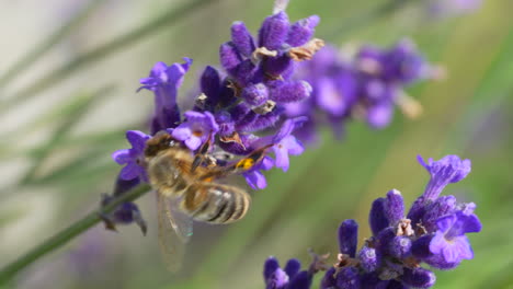 Foto-Macro-De-Abeja-Recolectando-Néctar-De-Hermosa-Flor-De-Lavanda-En-La-Naturaleza