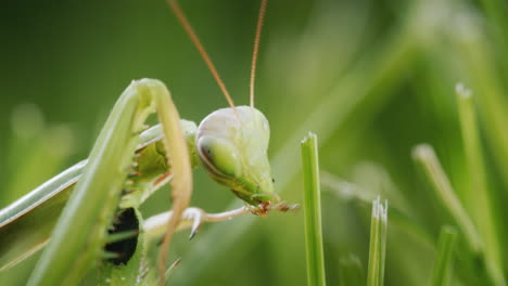 Mantis-En-Hierba-Verde---Un-Increíble-Insecto-Depredador