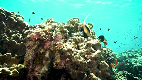 Moorish-Idol-Fish-In-The-Pacific-Ocean---Scene-Of-Undersea-Life---Underwater-Shot