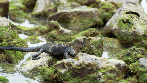 galapagos iguana morska chodząca po skałach w santa cruz