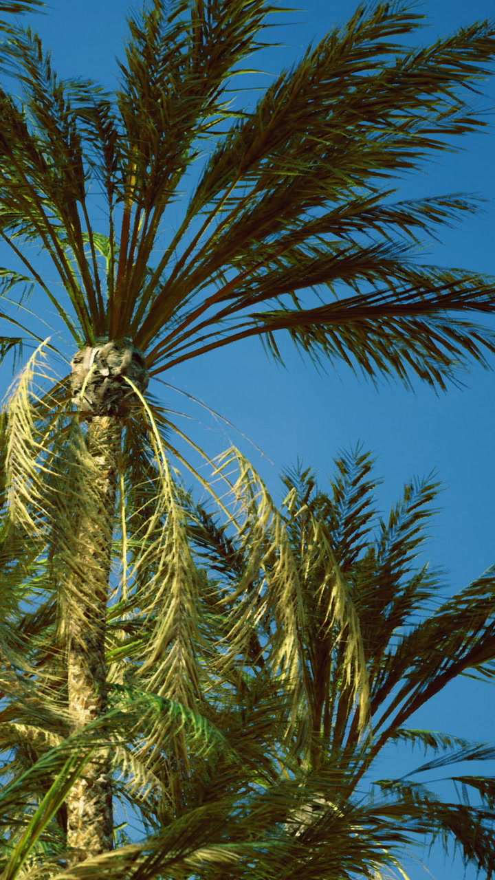 Tall palm trees sway in the wind under a clear blue sky in sunny weather