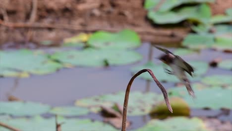 Un-Pequeño-Pájaro-De-Rápido-Movimiento-Que-Se-Encuentra-En-Casi-Todas-Partes-Del-Mundo,-La-Mayor-Parte-Del-Tiempo-Volando-Para-Atrapar-Algunos-Insectos-Pequeños