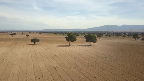 Aerial-view-of-a-big-farming-arid-area-with-big-trees