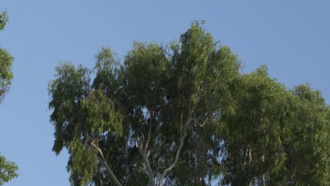 Leaves-swaying-in-the-wind-with-a-bright-blue-summer-sky