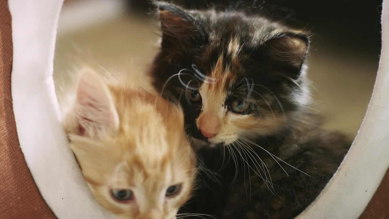Due gattini seduti in una casetta per gatti che fanno capolino.