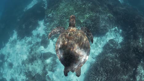 sun trickles and reflects of the back of a sea turtle as it swims above a coral and sand reef