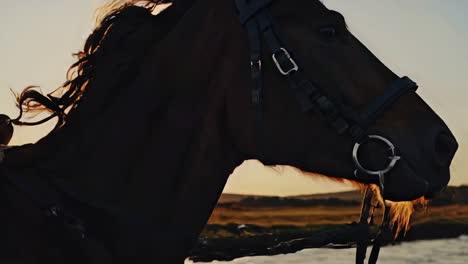horse silhouette at sunset
