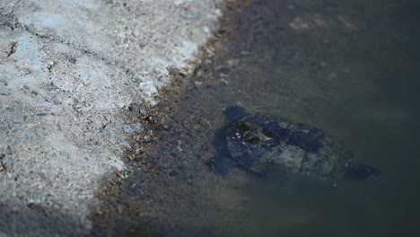 Las-Tortugas-De-Agua-Dulce-Disfrutan-De-Un-Día-Soleado-A-La-Orilla-De-Un-Lago-Tranquilo.