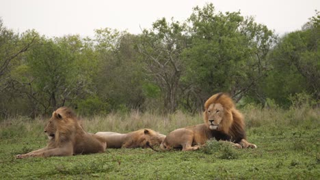 El-Padre-León-Africano-De-Melena-Negra-Molesta-A-Su-Hijo-En-Un-Día-Ventoso-En-La-Sabana