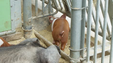 Adorable-Lechón-Bebé:-Linda-Vista-Trasera-Con-Dulce-Cola-Rizada-En-El-Granero