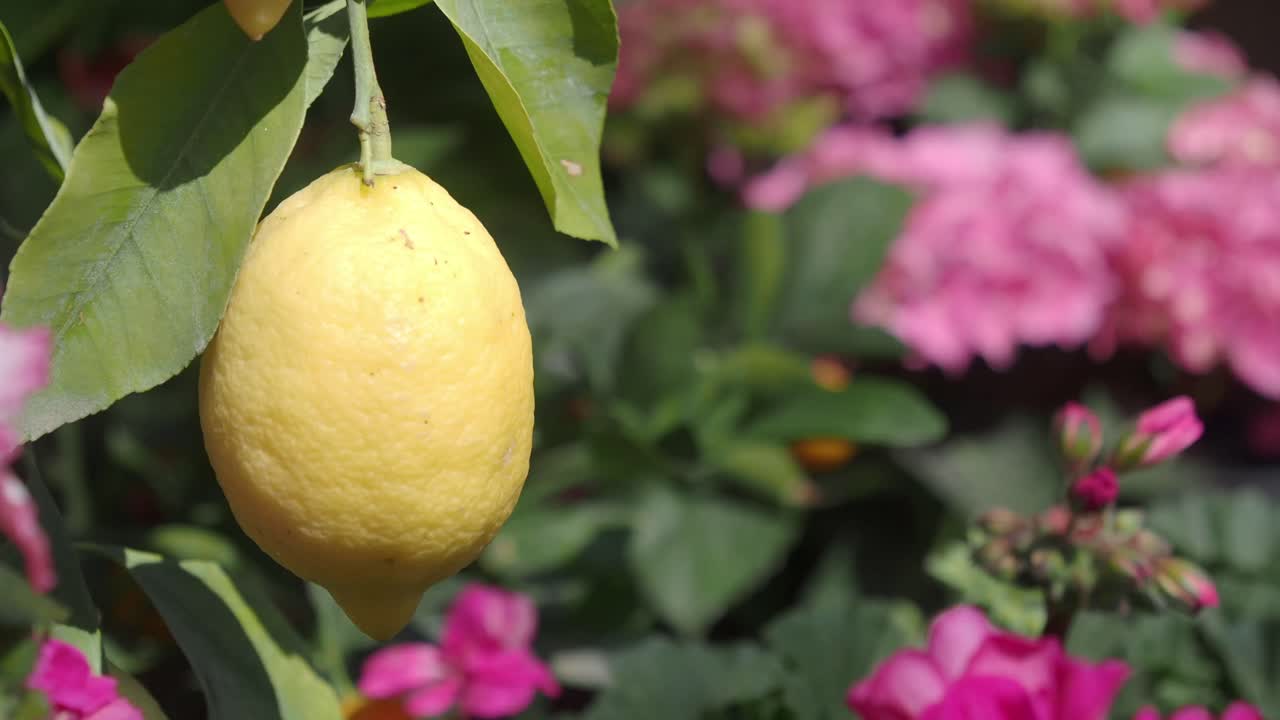 Lemon on the Tree with Flowers