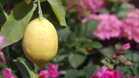 lemon on the tree with flowers