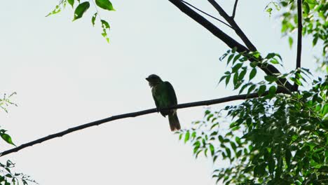 Pooping-after-preening-to-clean-its-feathers,-a-Green-eared-Barbet-Psilopogon-faiostrictus-is-looking-around-its-surroundings-from-on-top-of-a-tree-at-Kaeng-Krachan-National-Park-in-Thailand