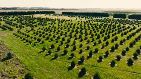 aerial swooping drone shot of a tree farm with many young pine trees planted in a field on a sunny day