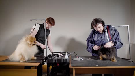 two professional groomers working with dogs in the office