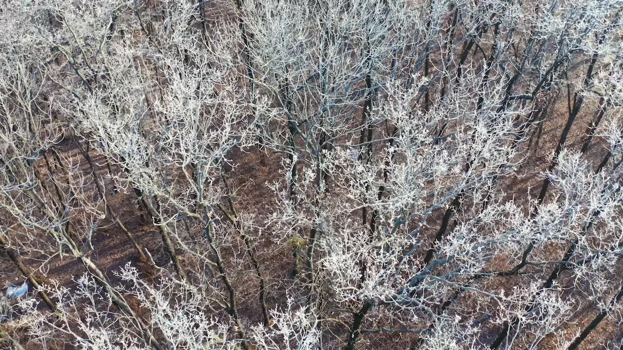 Forest in winter time. Aerial view on forest landscape in winter season