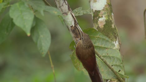 Wide-shot-of-a-Streak-headed-woodcreeper-pealing-the-bark-to-find-food-grubs