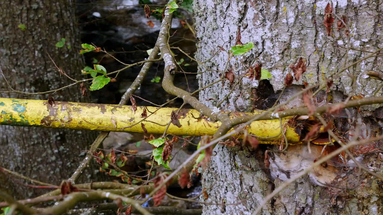 깊고 어두운 숲의 나무에 고정된 금속 막대의 패닝 샷