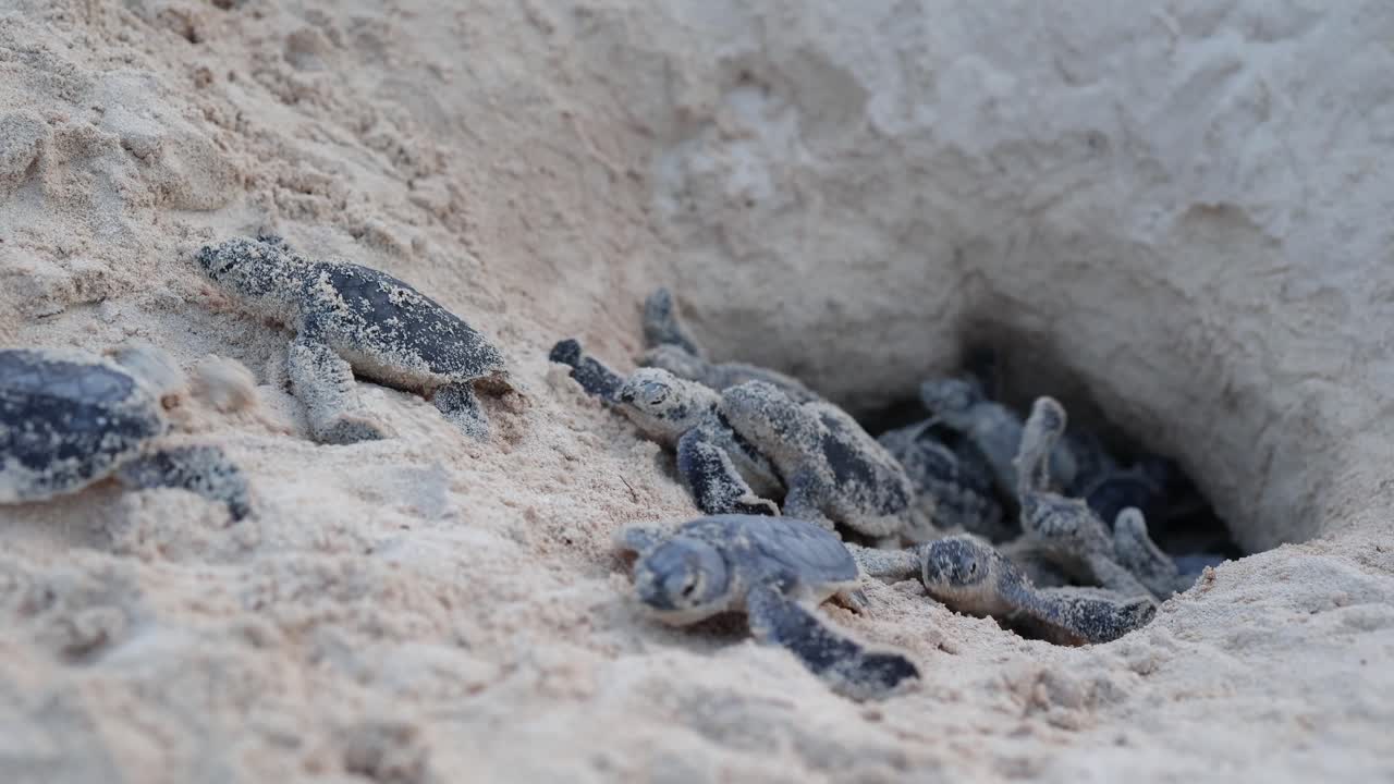 Bunch of green Turtle Hatchlings Emerging from Nest on Beach