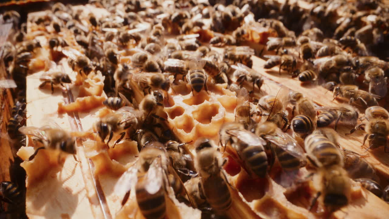 Bees Actively Work to Produce Honey in the Hive