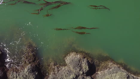 Costa-Rocosa-Y-Plantas-Marinas-Reveladas-Desde-El-Acantilado