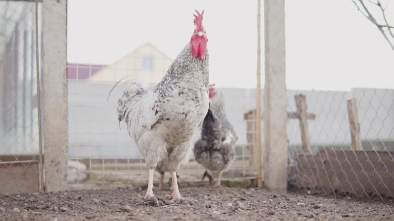 vista de cerca de una gallina en un gallinero. filmado en cámara lenta