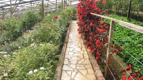 the beautiful flowers and grass beds of cameron highlands malaysia