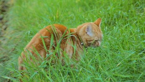 bright red cat is walking in yard and eating a grass, looking at camera, close-up