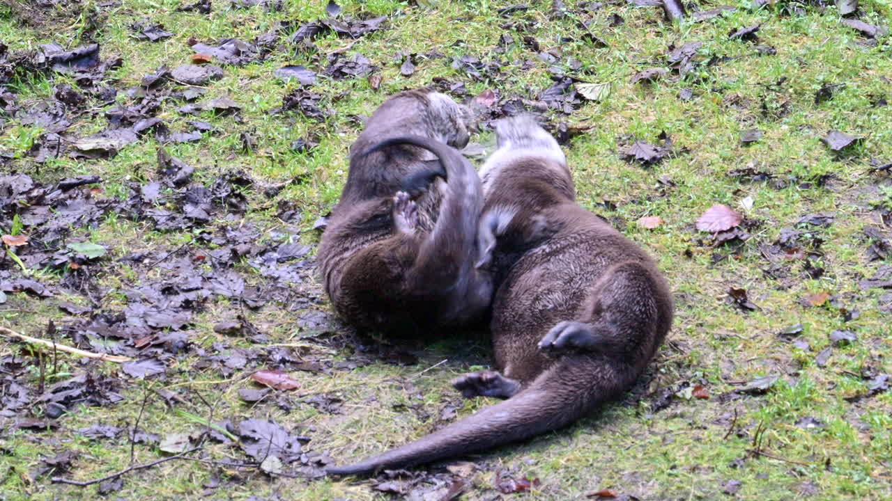 Eurasian otter (Lutra lutra) male and female playing together in courtship on grass, slowmotion