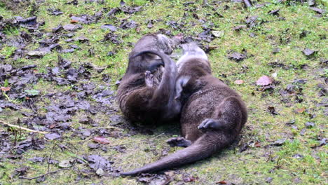 eurasian otter (lutra lutra) male and female playing together in courtship on grass, slowmotion
