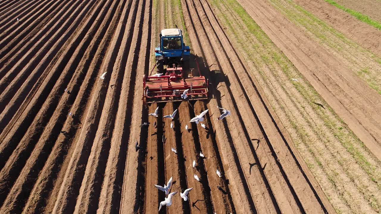 los pájaros hambrientos están volando detrás del tractor, y comen grano de la tierra cultivable.