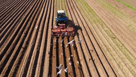 Agricultural-work-on-a-tractor-farmer-sows-grain.-Hungry-birds-are-flying-behind-the-tractor,-and-eat-grain-from-the-arable-land.