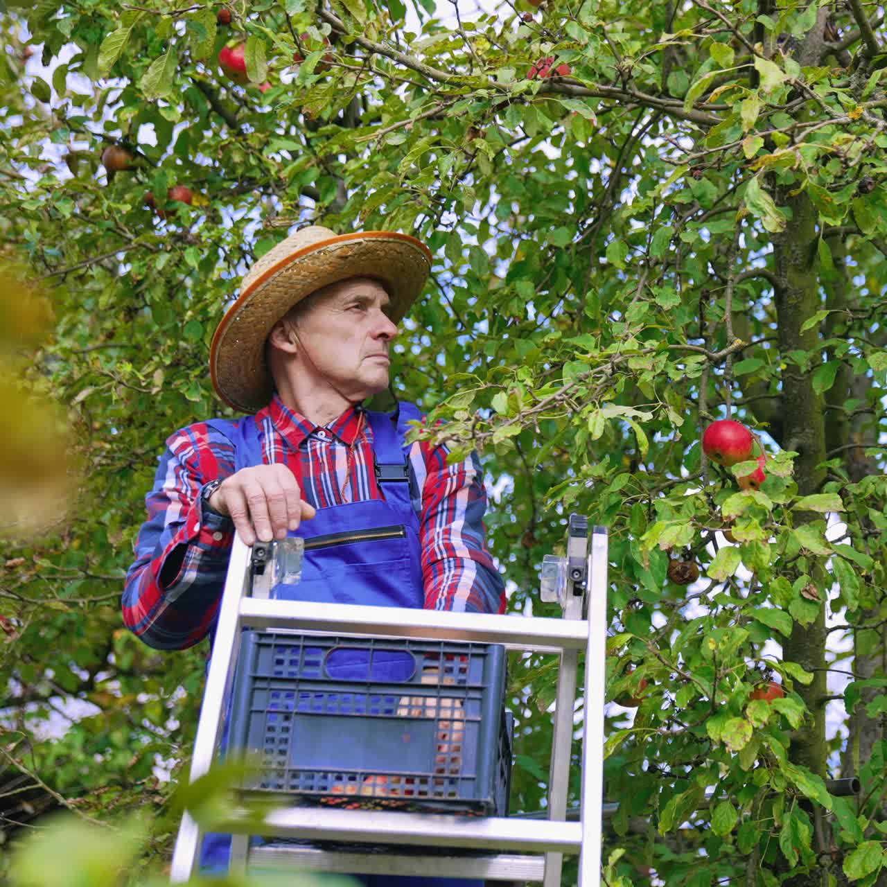 Apple farmer harvesting fresh fruits from the tree. Organic food farmer picking fresh and ripe apples