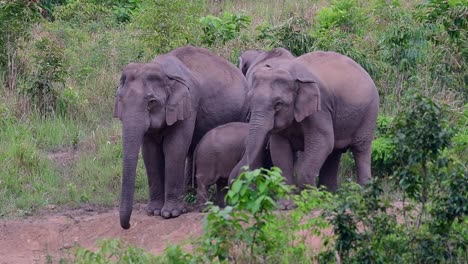 Die-Asiatischen-Elefanten-Sind-Vom-Aussterben-Bedroht-Und-Sie-Sind-Auch-In-Thailand-Beheimatet