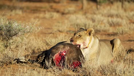 Lion-Kill-Hunting-Predator-Food-Chain