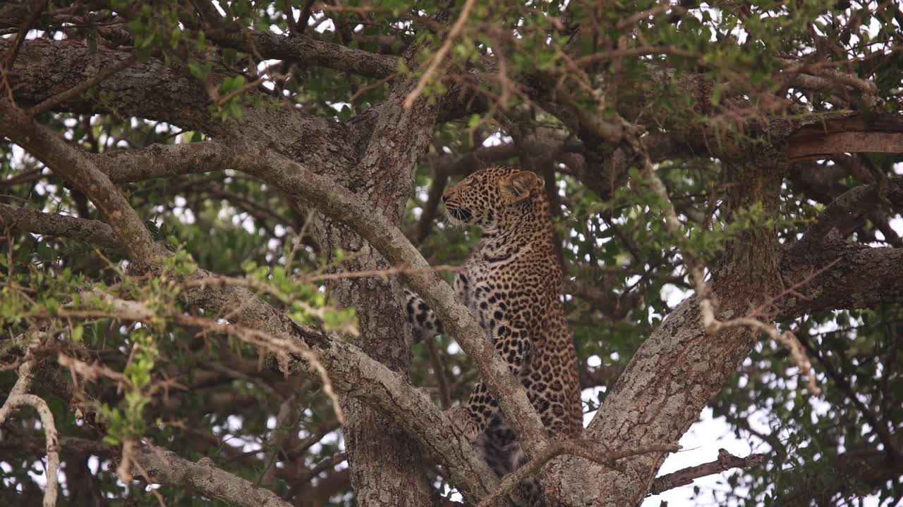 leopardo escondiéndose en un árbol en un safari en la reserva de masai mara en kenia, áfrica