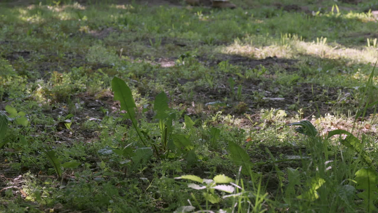 Person walking toward camera through green forest path