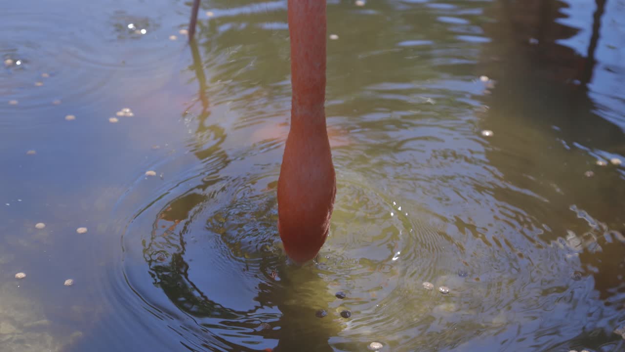 Flamingo sifting water and feeding medium shot slow motion