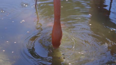 flamingo sifting water and feeding medium shot slow motion