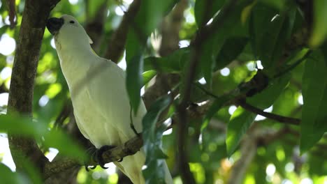 a cockatoo interacts with its environment