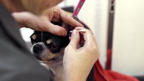 dog ear cleaning