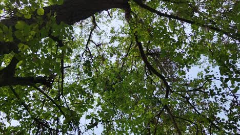 Tree-branches-and-leaves-view-from-near-with-sunny-sky-in-background,-Full-HD