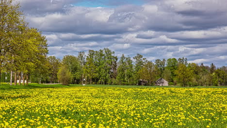 Schöner-Zeitraffer-Im-Gänseblümchenfeld-Mit-Stimmungsvollen-Wolken