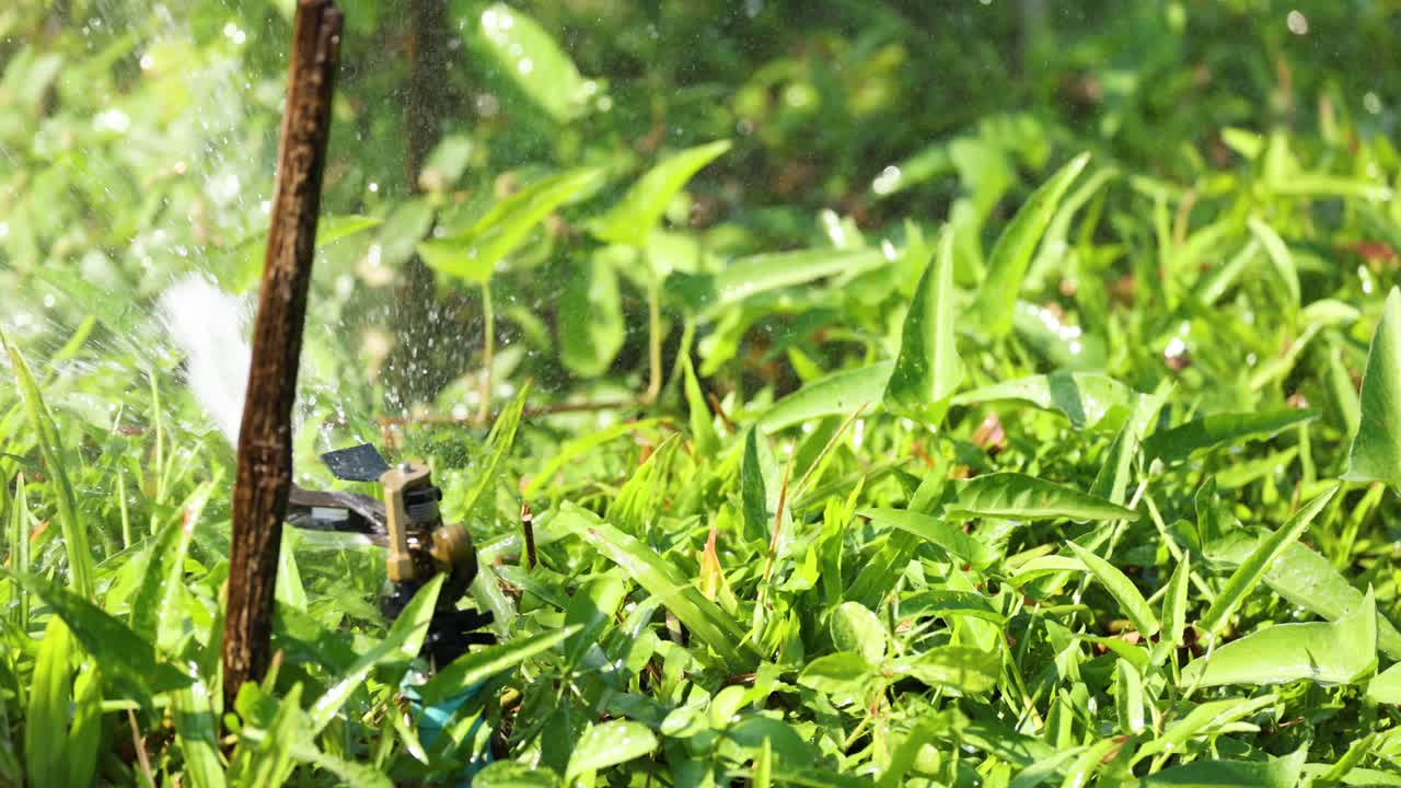 이 많은 정원 에서 스프링클러 로 물 을 공급 하는 식물