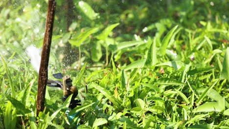 plantas de riego con rociador en un jardín soleado