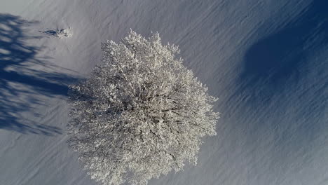 Antena-Ascendente-De-Arriba-Hacia-Abajo-De-Un-árbol-Cubierto-De-Nieve-Y-Un-Paisaje-Nevado-De-Invierno-Durante-La-Luz-Del-Sol