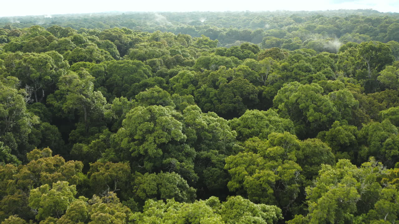 increíble toma aérea sobrevolando las copas de los árboles de la jungla de guyana