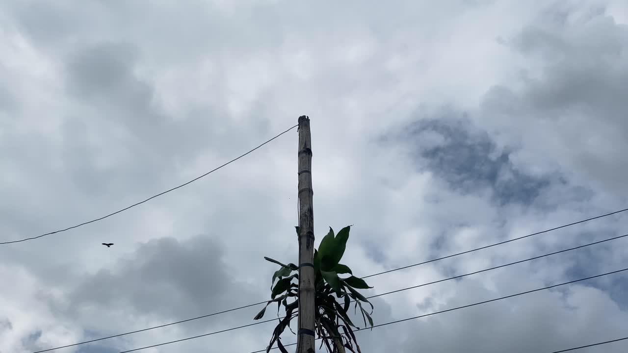 un águila se desplaza lentamente por encima de las líneas eléctricas mientras una bandada de palomas da vueltas cerca