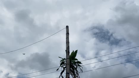 an eagle drifts slowly above power lines as a flock of pigeons circle nearby